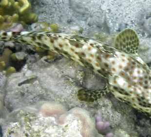 Schnorcheln Marsa Alam