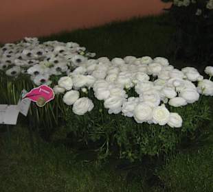 Fiori