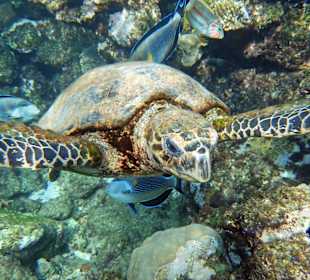 Karettschildkröte 1,15m