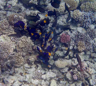 Schnorcheln Makadi Bay