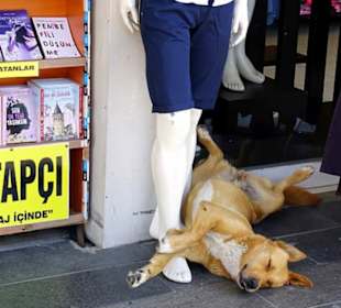 Ausflug mit Ali's Mietwagen