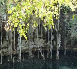 Bäume wissen wie man an Wasser kommt