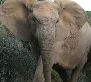 Addo Elephant Park