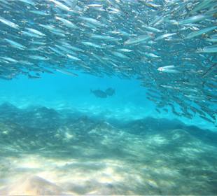 Schnorcheln Marsa Alam