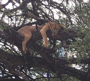 Löwe in Manyara 