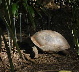 Taronga Zoo
