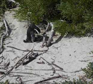 Boulders Beach