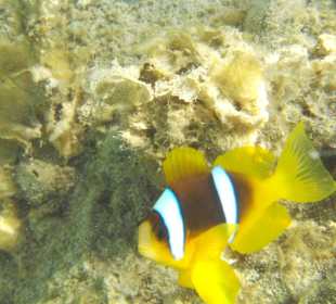 Underwater world of the hotel beach
