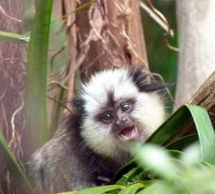 Ein süßes kleines Äffchen