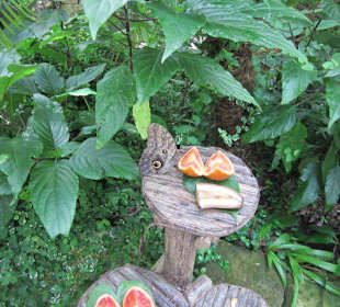 Das Schmetterlingshaus Villa Garzoni