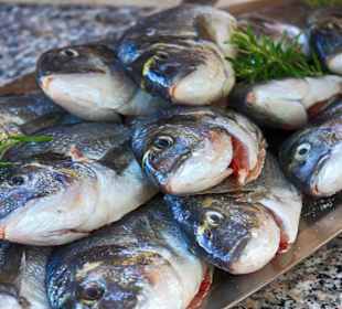 Dorado auf dem Markt von Rogoznica