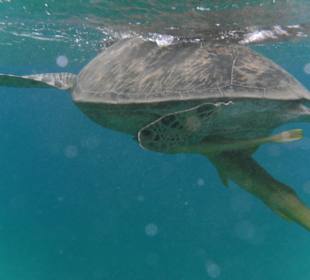 Schildi mit Schiffshalter