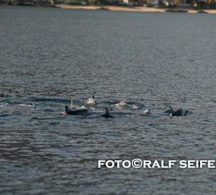 Delphine in der Tamarin Bucht