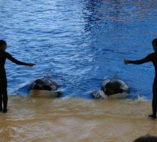 Orca Show