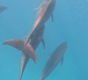 Delfinegruppe