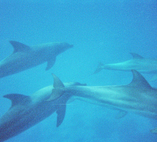Dolphin