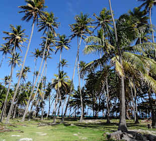 Palmenhaim am Strand-eine Idylle!