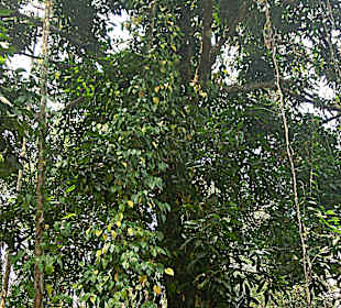 Wandern Mae Hong Son