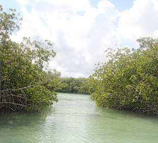 Mangroven