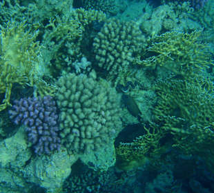 Beim schnorcheln getroffen