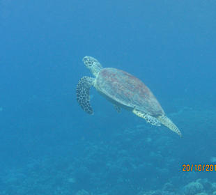 Meeresschildkröte im Hausriff Hotel Sheraton Soma Bay Resor