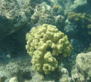 Lederkoralle am Außenriff