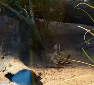 Taronga Zoo