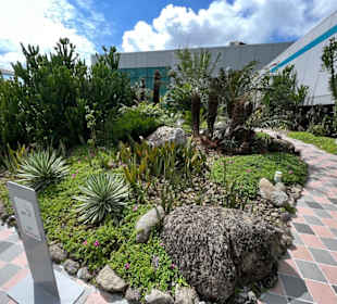 Cactus Garden