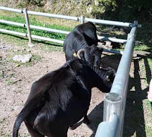 Wildpark Osterzgebirge