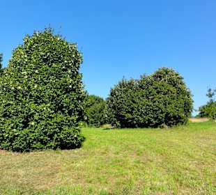 Rundgang durch den Forstbotanischen Garten