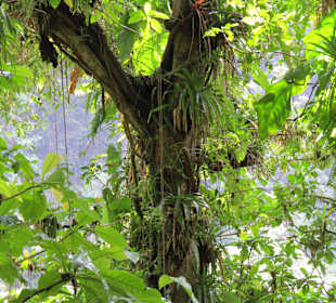 Dominica Regenwald