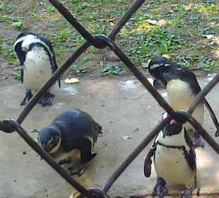 Warszawskie ZOO latem.