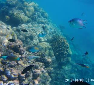 Schnorcheln Hurghada