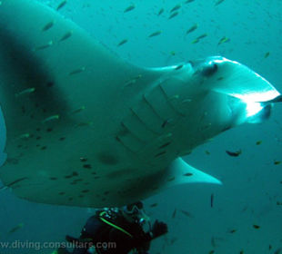 Manta