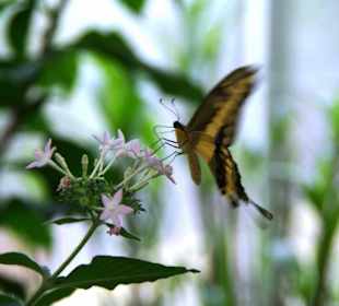 Schmetterlingshaus im Anflug