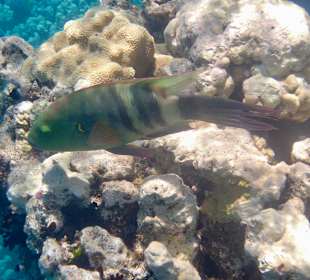 Schnorcheln Makadi Bay