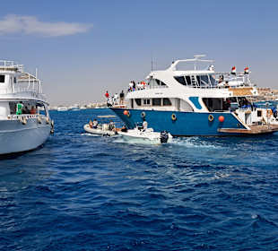 Delfin Tour Hurghada
