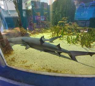 Sea Life Center Oberhausen