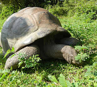 Hallerpark Riesenschildkröte
