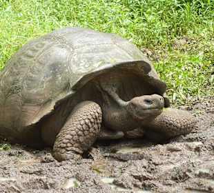 Riesenschildkröten in freier Natur