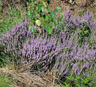 Rand des Torfabbaues mit Heidevegetation