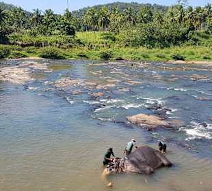 Elefantenwaisenhaus Pinnawela	