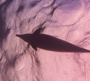 Delfine im Sonnenlicht