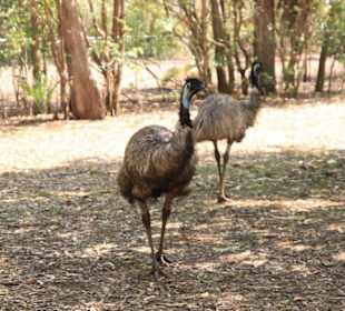 Tiere im Park unterwegs