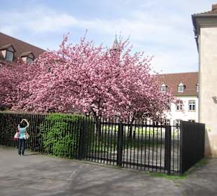 Straßburg im Frühling