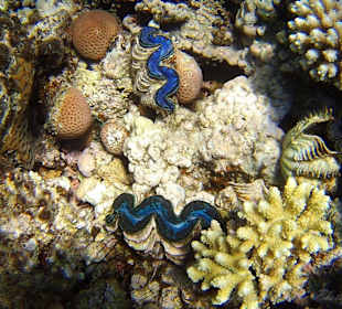 Riesenmuscheln 