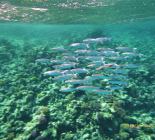 Schnorcheln Sahl Hasheesh