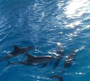 Noch mehr Delphine