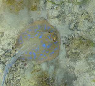 Blaupunktrochen vom Steg aus