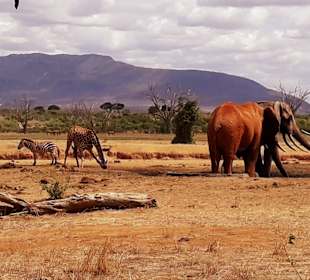 Betrieb am Wasserloch 